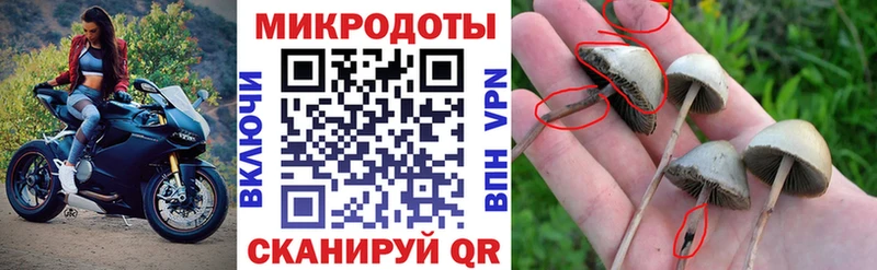 Купить  Дигора  Галлюциногенные грибы Magic Shrooms 